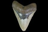 Fossil Megalodon Tooth - North Carolina #124918-1
